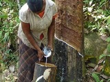 New IRCo leader foresees natural rubber shortage