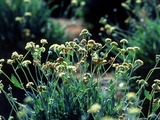 Cooper: Progress on guayule tire applications