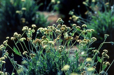 Cooper: Progress on guayule tire applications