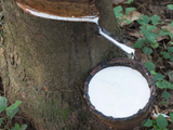 Brussels  – Natural rubber has been included on the EU’s ‘critical raw material list’, the European Tyre &amp; Rubber Manufacturers’ Association (ETRMA) has reported.