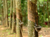 Rubber producers to cut exports