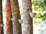 Halcyon to become world no.1 in SIR natural rubber
