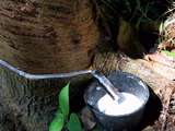 Natural rubber prices fall sharply as oversupply looms