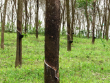 ANRPC report: Improved fundamentals fail to lift rubber prices