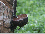 Natural rubber producers to cut exports