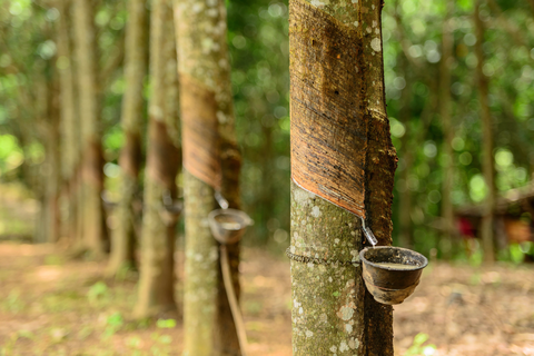 Natural rubber production, consumption up in 2018