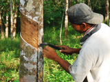 Work starts at Global Platform for Sustainable Natural Rubber