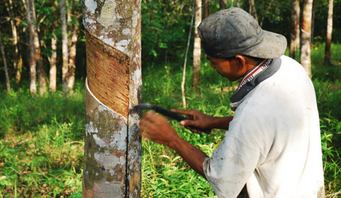 Work starts at Global Platform for Sustainable Natural Rubber