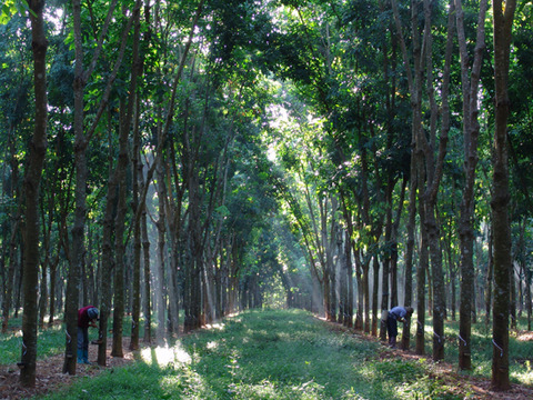 Hainan Rubber to build rubber theme park