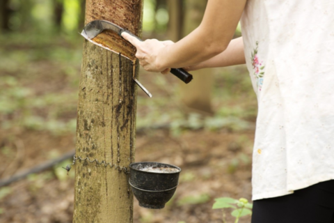 Southern Thailand 'on alert' as NR disease spreads