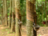 Malaysian Rubber Board sees Covid uncertainties weighing on NR prices