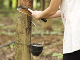 Thailand, India scale back rubber production outlook 