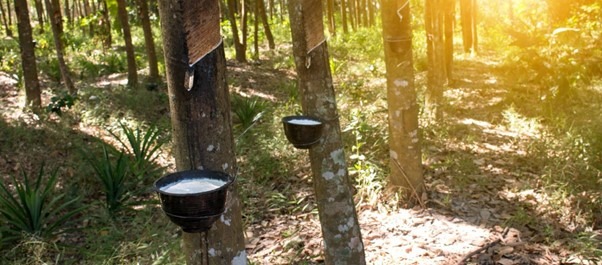 Rubber Price Monitor: Markets rally