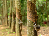 MRB sees “tight” outlook for natural rubber prices