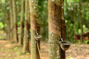 MRB sees “tight” outlook for natural rubber prices