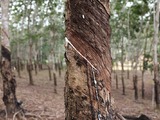 Rubber markets remain weak despite signs of recovery