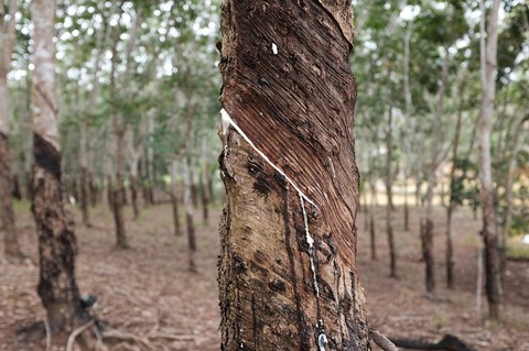 Rubber markets remain weak despite signs of recovery