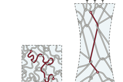 Harvard researchers develop ‘both stiff and tough’ elastic polymers